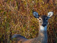 10-16-15-Mattaponi-26023