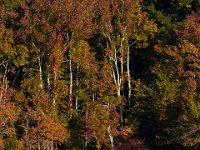 10-19-15-Nanjemoy-26771