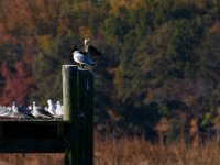 10-19-15-Nanjemoy-26867
