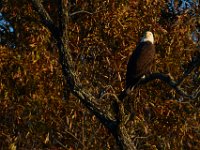 11-15-15-Nanjemoy-27976
