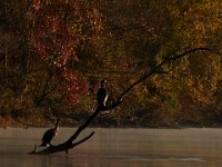 11-15-15-Nanjemoy-28047