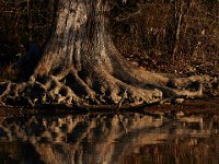 11-15-15-Nanjemoy-28090