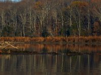 11-15-15-Nanjemoy-28127