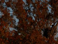 11-15-15-Nanjemoy-28143