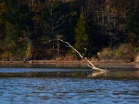11-15-15-Nanjemoy-28247