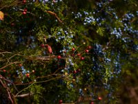 11-15-15-Nanjemoy-28280