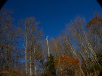 11-15-15-Nanjemoy-28333