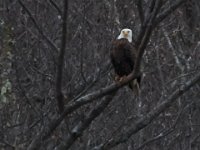 03-12-16-Nanjemoy-20727