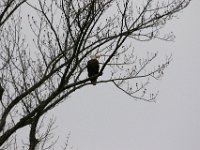 03-12-16-Nanjemoy-20749