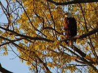 04-17-16-Mattawoman Creek-21281