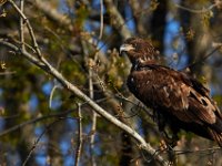 04-17-16-Mattawoman Creek-21386