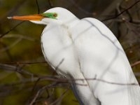04-17-16-Mattawoman Creek-21463