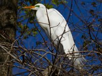 04-17-16-Mattawoman Creek-21486