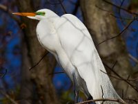 04-17-16-Mattawoman Creek-21491