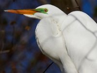 04-17-16-Mattawoman Creek-21495