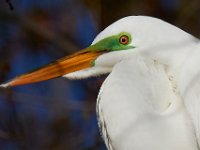 04-17-16-Mattawoman Creek-21506