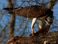 04-17-16-Mattawoman Creek-21513