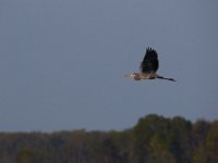 04-17-16-Mattawoman Creek-21574