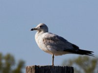 04-17-16-Mattawoman Creek-21702