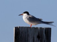 04-17-16-Mattawoman Creek-21710