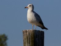 04-17-16-Mattawoman Creek-21745