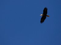 04-24-16-Nanjemoy-22103