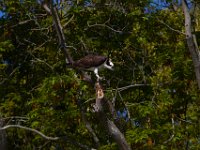 04-24-16-Nanjemoy-22195