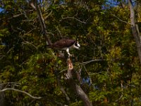 04-24-16-Nanjemoy-22196