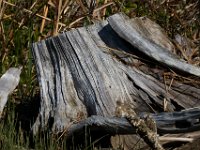 04-24-16-Nanjemoy-22269