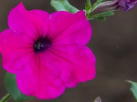 06-04-16-G-Mas Flowers-24098