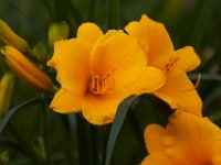 06-04-16-G-Mas Flowers-24131