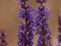 06-04-16-G-Mas Flowers-24143