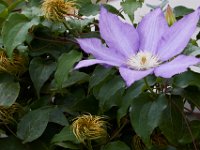 06-04-16-G-Mas Flowers-24202