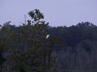 06-04-16-Mattawoman-23552
