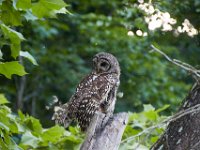 06-19-16-Piscataway-24913