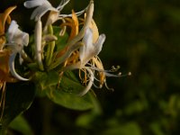 06-19-16-Piscataway-25042