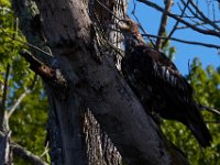 06-19-16-Piscataway-25108