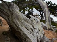 07-01-16-California-29122