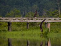 06-24-16-Selbys Landing-25335