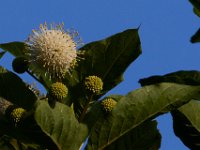 06-24-16-Selbys Landing-25446