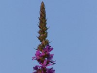 06-24-16-Selbys Landing-25463