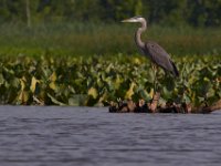 06-24-16-Selbys Landing-25554