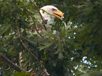 06-24-16-Selbys Landing-25631