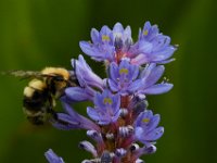 06-25-16-Nanjemoy-25756