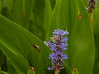 06-25-16-Nanjemoy-25758