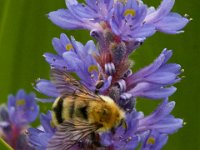 06-25-16-Nanjemoy-25759