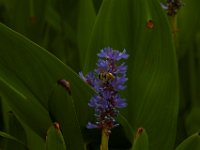 06-25-16-Nanjemoy-25765