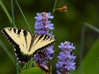 06-25-16-Nanjemoy-25910