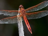 06-25-16-Nanjemoy-25924