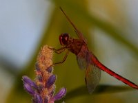07-10-16-Nanjemoy-20720
